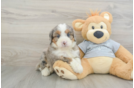 Mini Bernedoodle Pup Being Cute