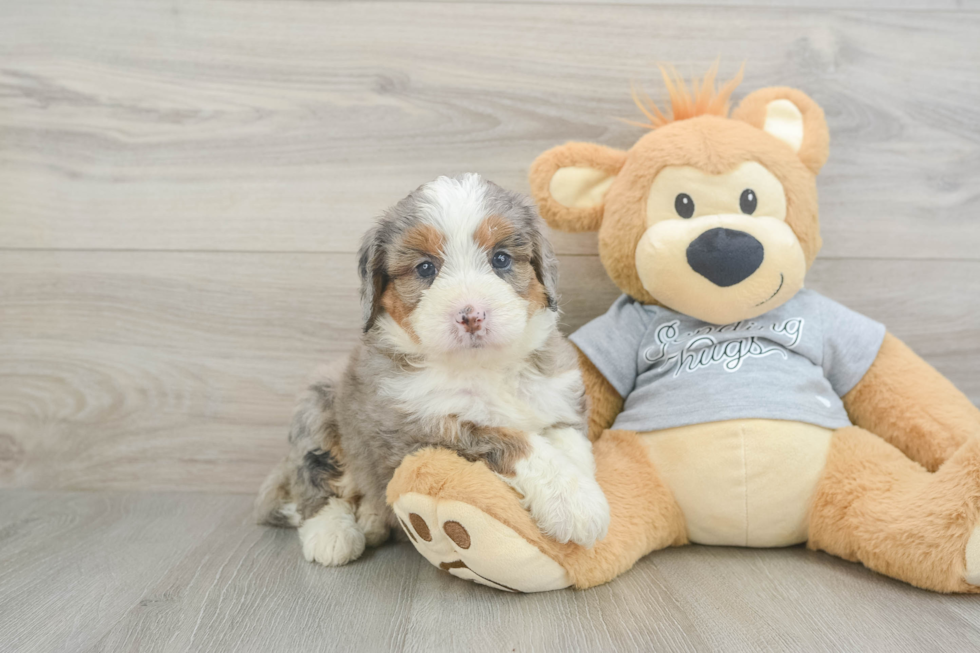 Mini Bernedoodle Pup Being Cute