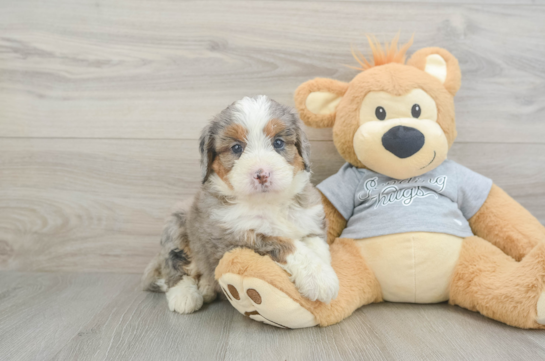 Mini Bernedoodle Pup Being Cute