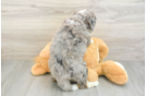 Mini Bernedoodle Puppy for Adoption