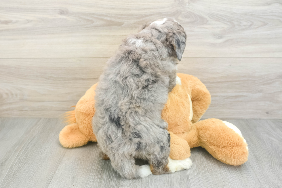 Mini Bernedoodle Puppy for Adoption