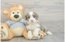 Funny Mini Bernedoodle Poodle Mix Pup