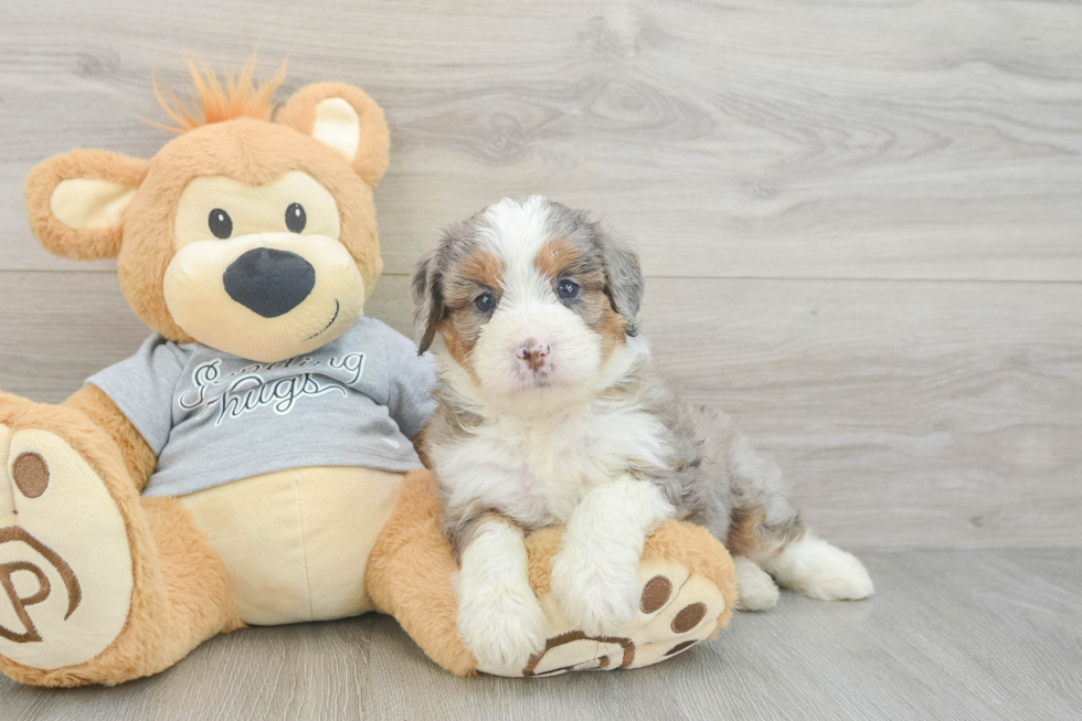 Funny Mini Bernedoodle Poodle Mix Pup