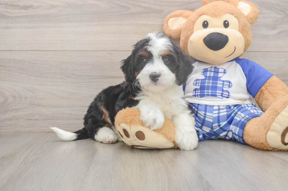 5 week old Mini Bernedoodle Puppy For Sale - Simply Southern Pups