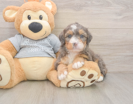 5 week old Mini Bernedoodle Puppy For Sale - Simply Southern Pups