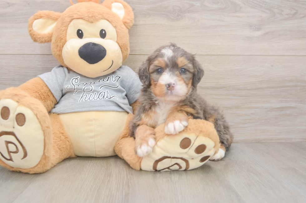 6 week old Mini Bernedoodle Puppy For Sale - Simply Southern Pups