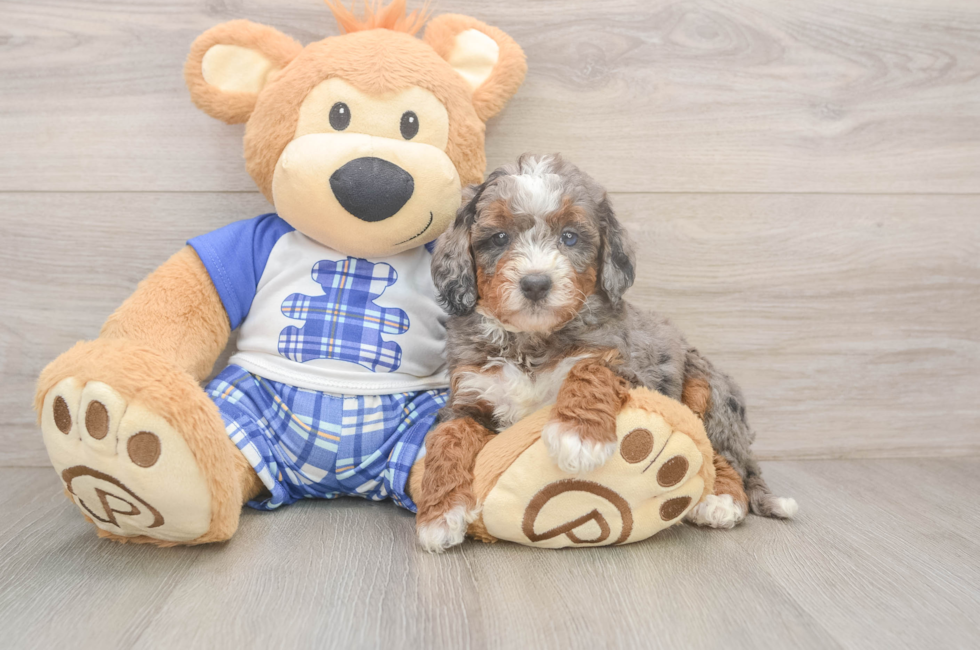 5 week old Mini Bernedoodle Puppy For Sale - Simply Southern Pups