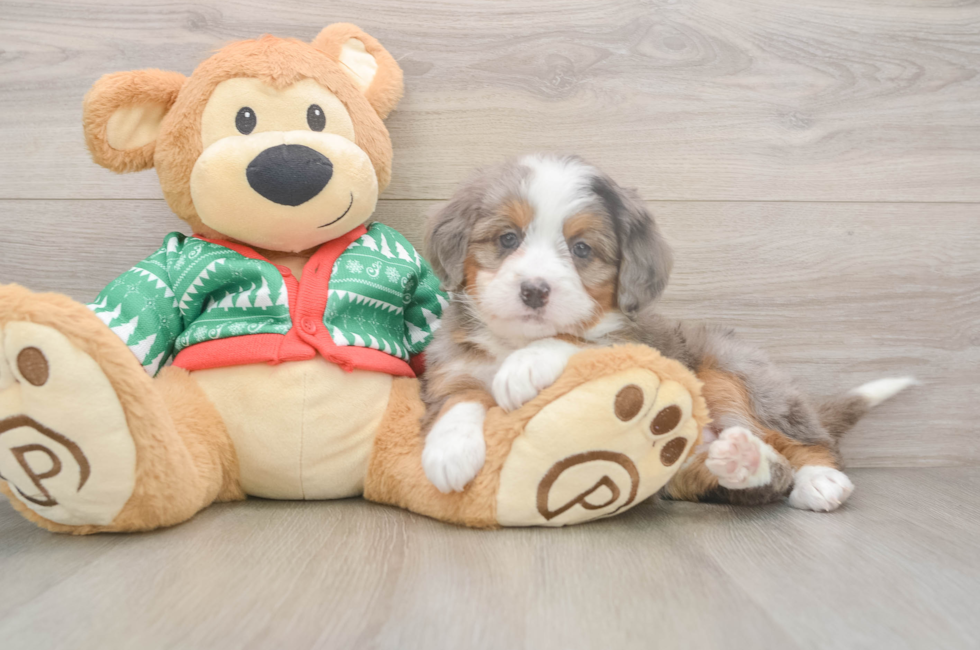 5 week old Mini Bernedoodle Puppy For Sale - Simply Southern Pups