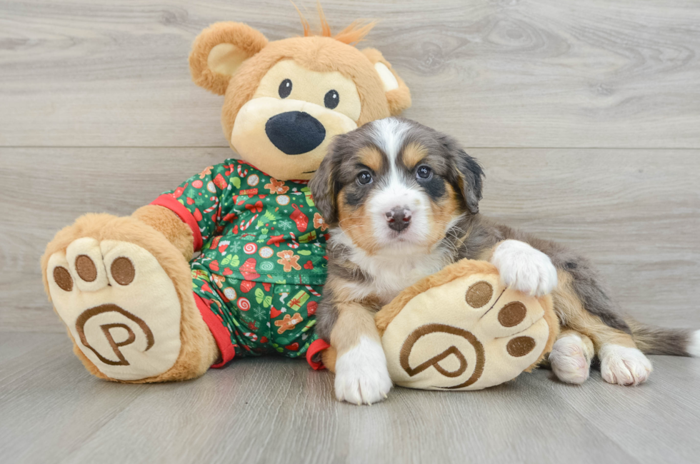 5 week old Mini Bernedoodle Puppy For Sale - Simply Southern Pups