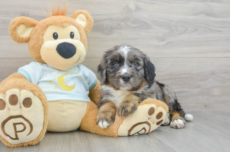 5 week old Mini Bernedoodle Puppy For Sale - Simply Southern Pups