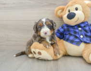 8 week old Mini Bernedoodle Puppy For Sale - Simply Southern Pups
