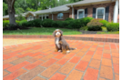 Cute Mini Bernedoodle Baby