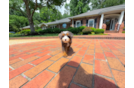 Cute Mini Bernedoodle Baby