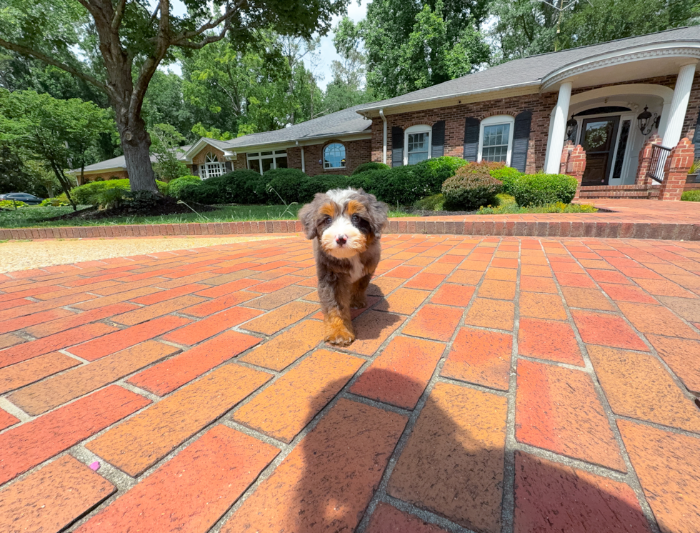 Cute Mini Bernedoodle Baby