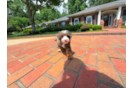 Cute Mini Bernedoodle Poodle Mix Pup