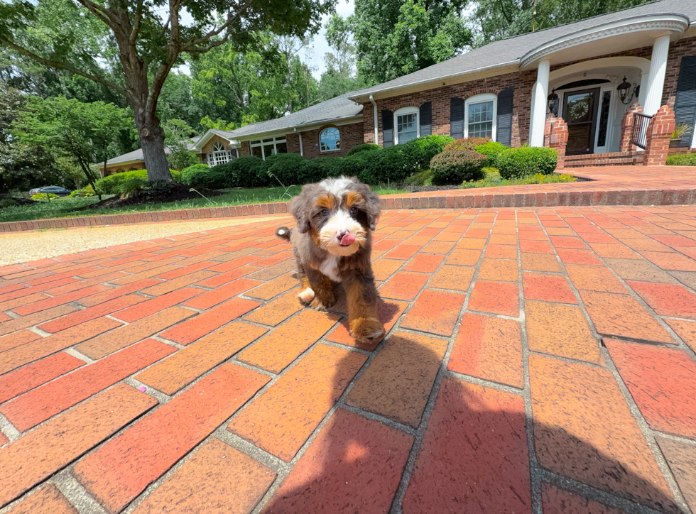 Cute Mini Bernedoodle Poodle Mix Pup