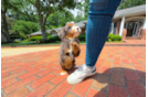 Cute Mini Bernedoodle Baby
