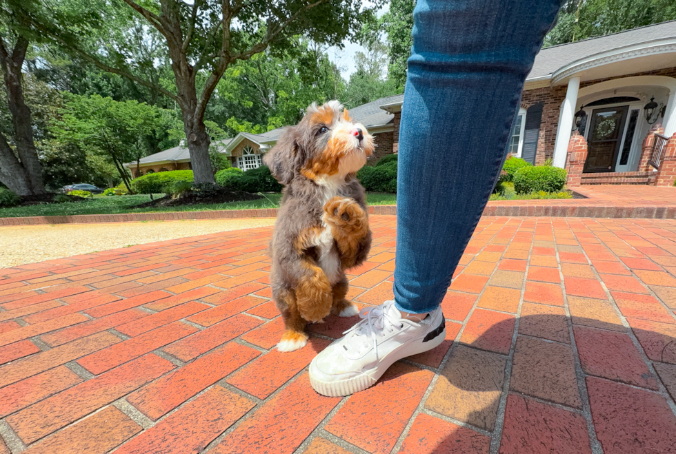 Cute Mini Bernedoodle Baby