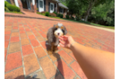 Mini Bernedoodle Puppy for Adoption