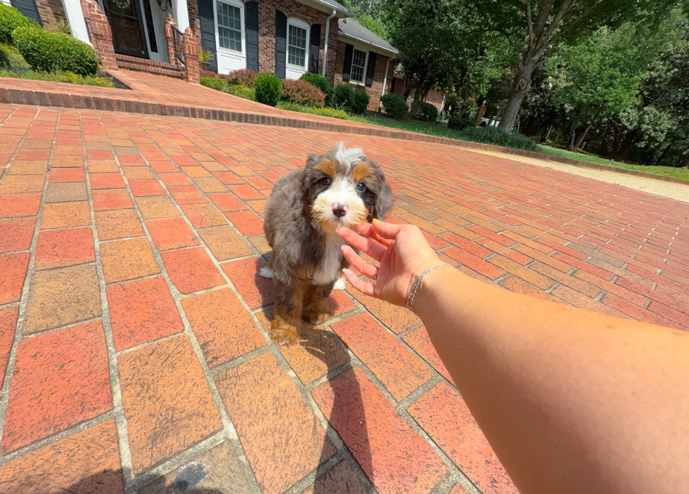 Mini Bernedoodle Puppy for Adoption