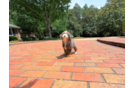 Cute Mini Bernedoodle Baby