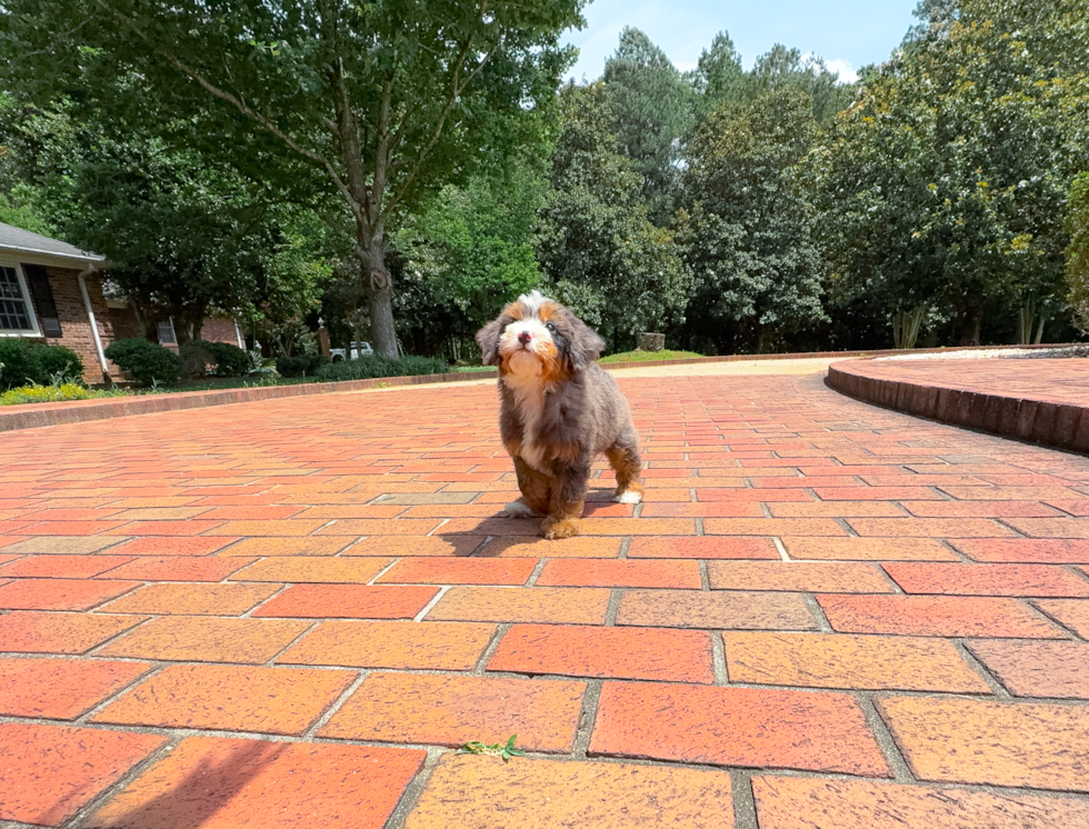 Cute Mini Bernedoodle Baby
