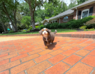 10 week old Mini Bernedoodle Puppy For Sale - Simply Southern Pups