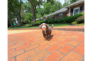 Best Mini Bernedoodle Baby