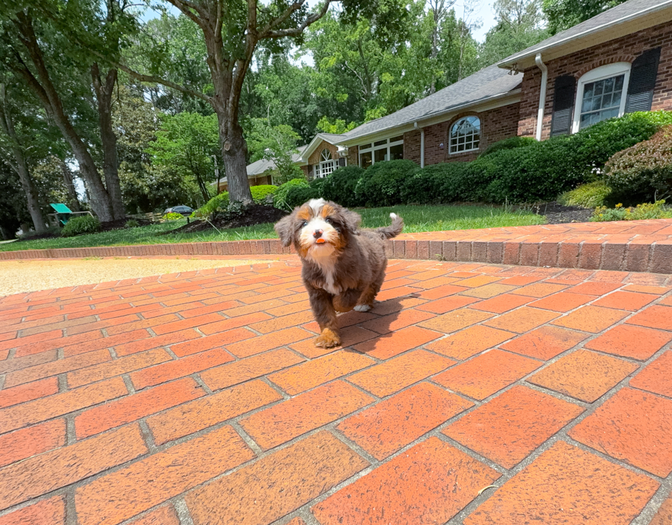 Best Mini Bernedoodle Baby