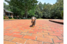 Cute Mini Bernedoodle Poodle Mix Pup