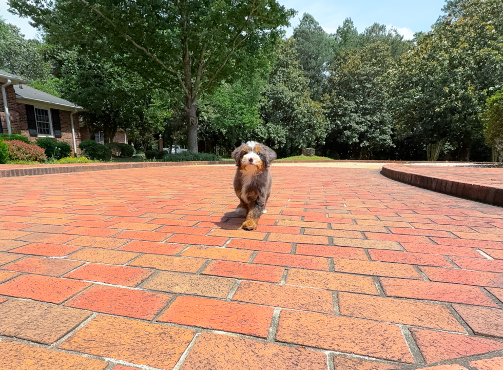 Cute Mini Bernedoodle Poodle Mix Pup
