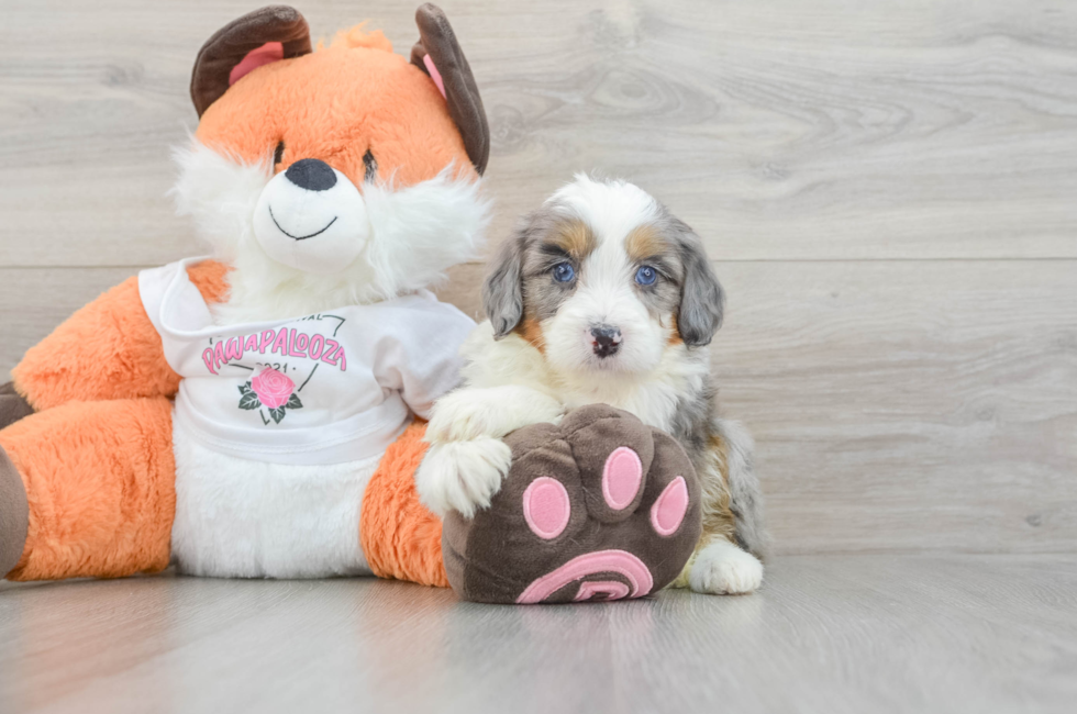 5 week old Mini Bernedoodle Puppy For Sale - Simply Southern Pups
