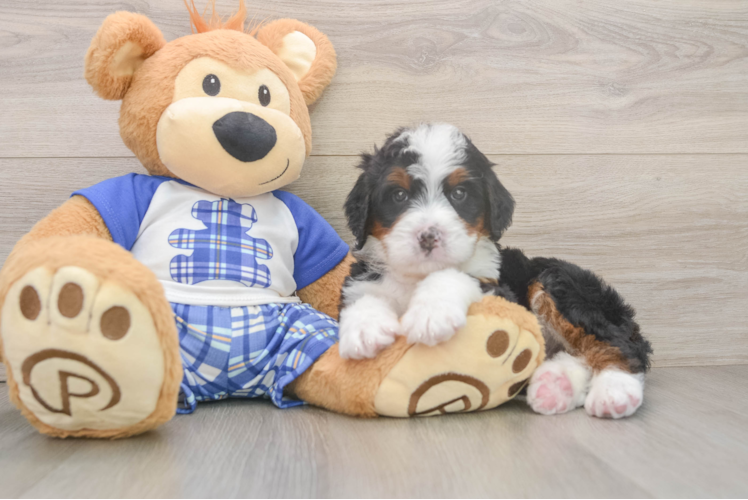 Best Mini Bernedoodle Baby