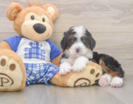 7 week old Mini Bernedoodle Puppy For Sale - Simply Southern Pups
