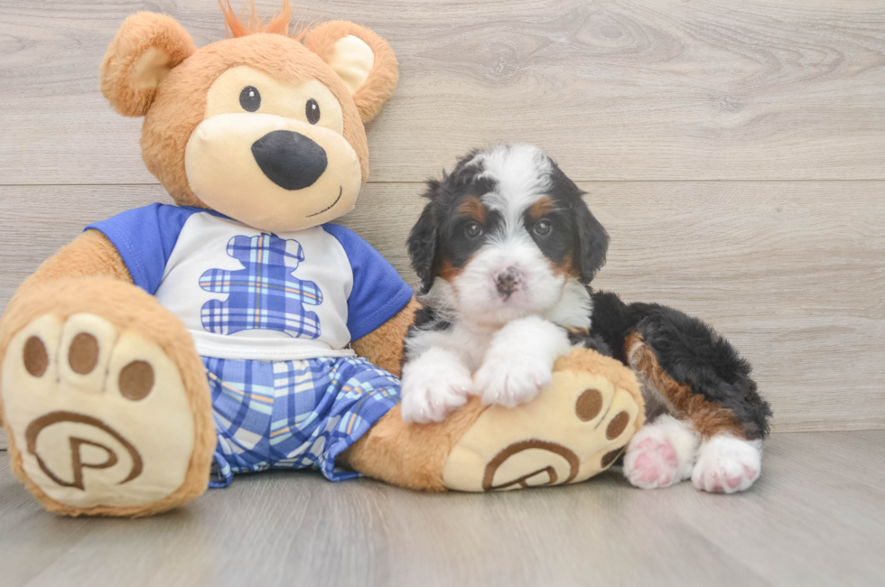 5 week old Mini Bernedoodle Puppy For Sale - Simply Southern Pups