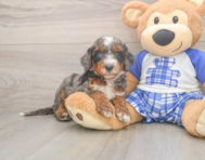 6 week old Mini Bernedoodle Puppy For Sale - Simply Southern Pups