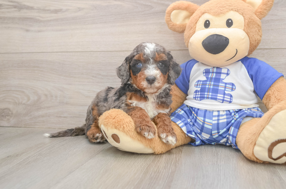 5 week old Mini Bernedoodle Puppy For Sale - Simply Southern Pups