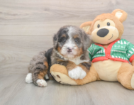 6 week old Mini Bernedoodle Puppy For Sale - Simply Southern Pups