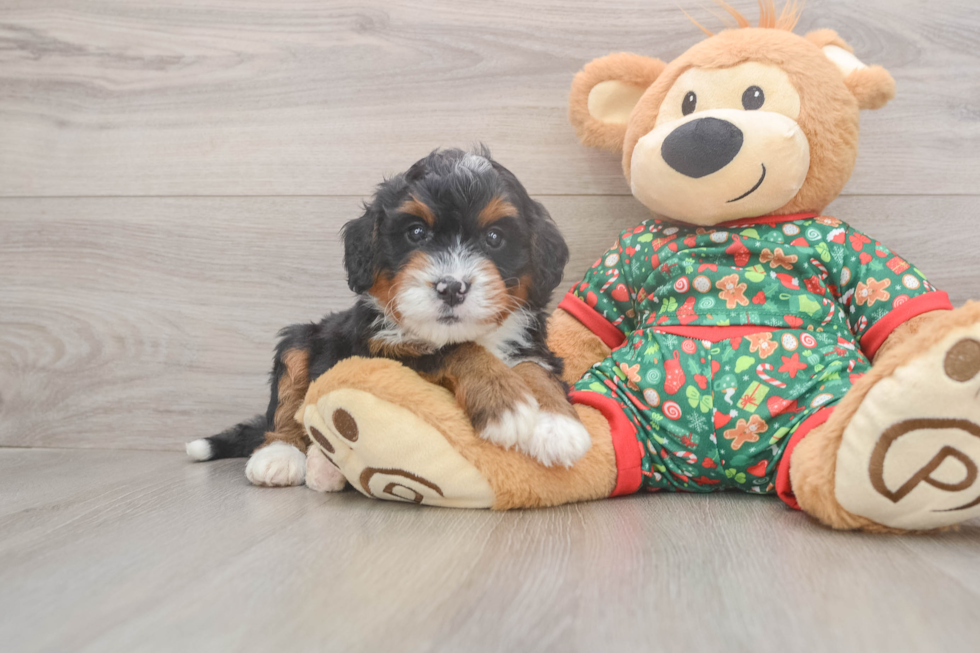 Adorable Mini Berniedoodle Poodle Mix Puppy