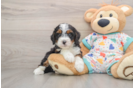 Mini Bernedoodle Puppy for Adoption
