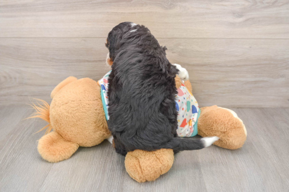 Friendly Mini Bernedoodle Baby