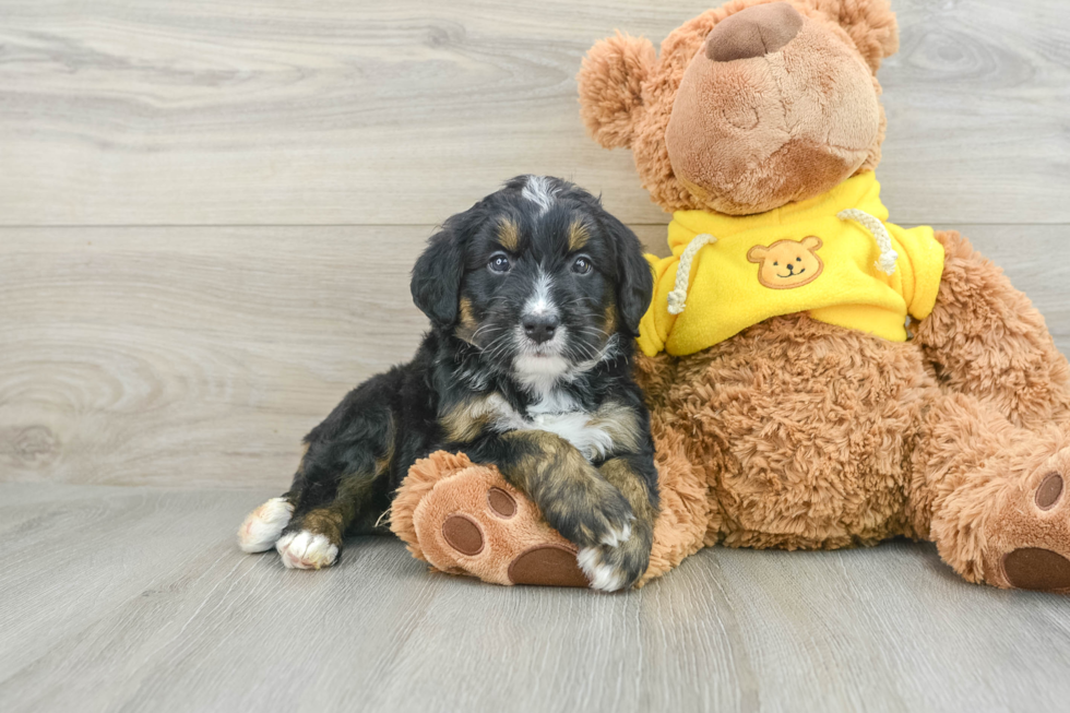 Funny Mini Bernedoodle Poodle Mix Pup