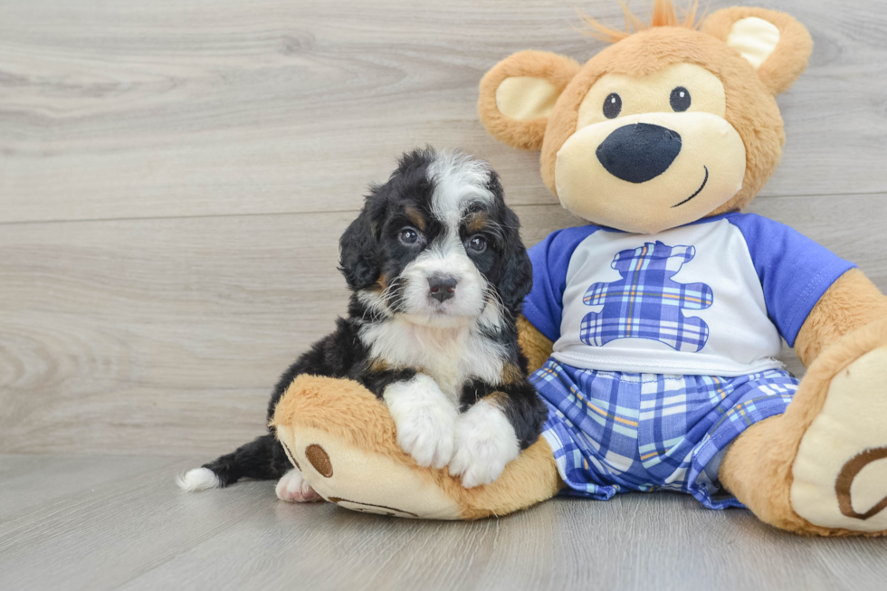 Mini Bernedoodle Pup Being Cute