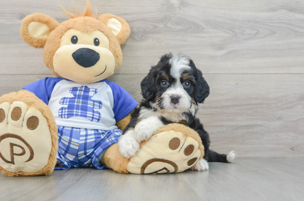 6 week old Mini Bernedoodle Puppy For Sale - Simply Southern Pups