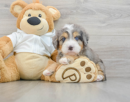 7 week old Mini Bernedoodle Puppy For Sale - Simply Southern Pups