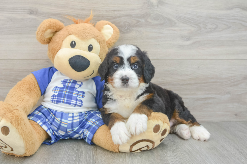 5 week old Mini Bernedoodle Puppy For Sale - Simply Southern Pups