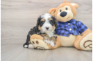 Mini Bernedoodle Pup Being Cute