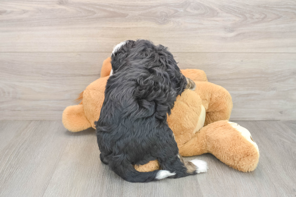 Mini Bernedoodle Pup Being Cute