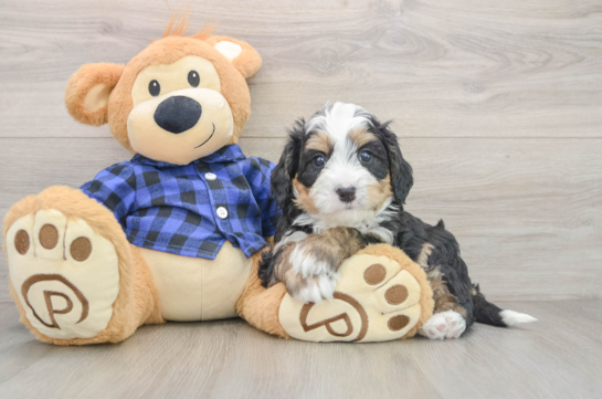 Happy Mini Bernedoodle Baby