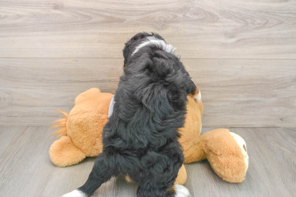Mini Bernedoodle Pup Being Cute